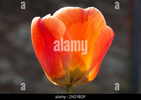 One bright orange tulip flower blooming in springtime, close-up side view Stock Photo