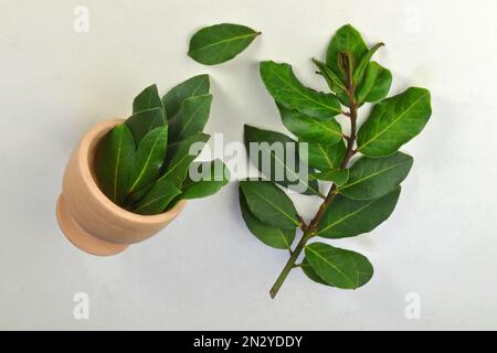 The leaves of the laurel plant (Laurus novilis) are commonly used in cooking. In Brazil it is often used as a seasoning in beans. Used green or dried. Stock Photo