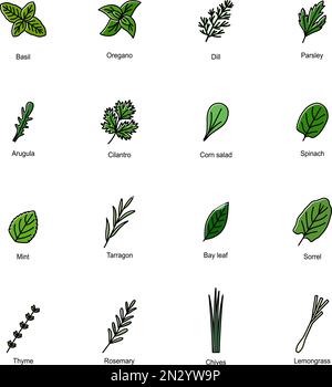 Set of color icons of culinary herbs, vector illustration Stock Vector