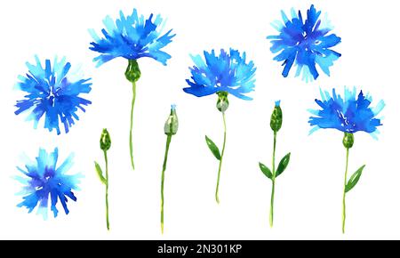 Vector cornflowers. Blue beautiful meadow wildflowers set. Hand drawn watercolor illustration. Isolated on white background Stock Vector