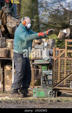 Person using heavy-duty petrol log splitter machine for splitting logs with two split and being thrown into a basket, England, UK Stock Photo