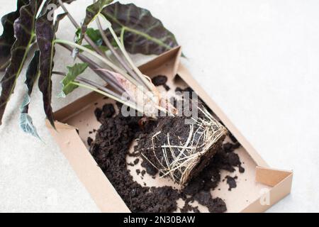 Repotting root bound house plant Alocasia Polly Stock Photo