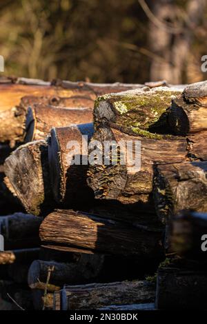 Mossy logs and foliage nature background Stock Photo