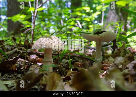 Edible mushroom Amanita rubescens in spruce forest. Known as blusher. Wild mushroom growing in the needles.