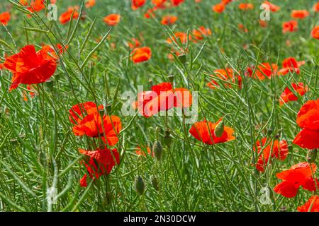 Papaver rhoeas common names include corn poppy , corn rose , field poppy , Flanders poppy , red poppy , red weed , coquelicot . Stock Photo