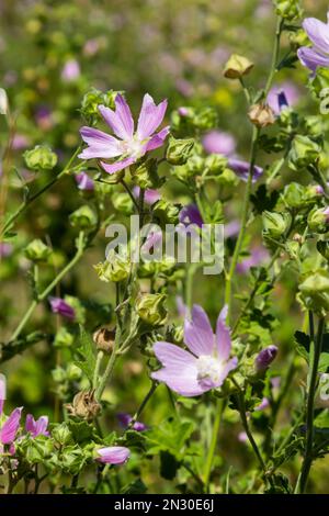 Malva thuringiaca Lavatera thuringiaca, the garden tree-mallow, is a species of flowering plant in the mallow family Malvaceae. Stock Photo