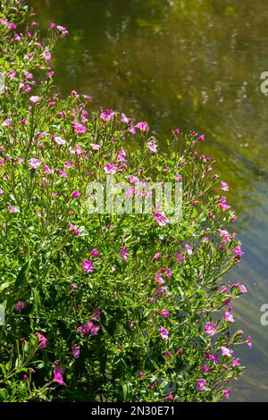 A close-up of a flowering Great willowherb, Epilobium hirsutum on a late summer evening in Estonian nature. Stock Photo