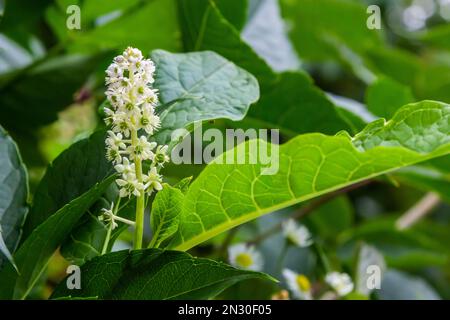 Close up flowering Indian pokeweed Phytolacca acinosa, family Phytolaccaceae. Spring, May, Dutch garden. Stock Photo