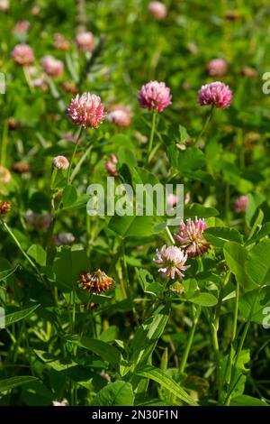 Flowers of alsike clover Trifolium hybridum plant in green summer meadow. Stock Photo