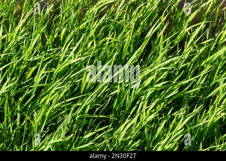 texture green grass on the lawn. Beautiful green background in high quality. Stock Photo