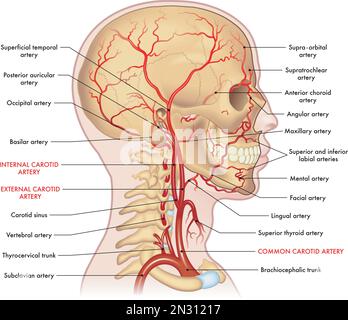 Medical illustration of the major arteries of the head and neck, with annotations. Stock Vector