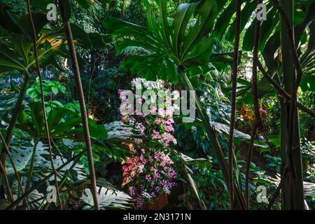 A THOUSAND AND ONE ORCHIDS EXHIBITION IN THE GREAT GREENHOUSES OF THE JARDIN DES PLANTES IN PARIS Stock Photo