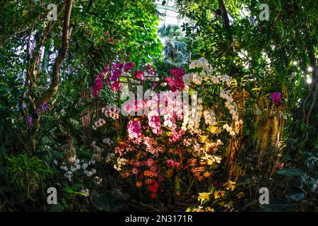 A THOUSAND AND ONE ORCHIDS EXHIBITION IN THE GREAT GREENHOUSES OF THE JARDIN DES PLANTES IN PARIS Stock Photo