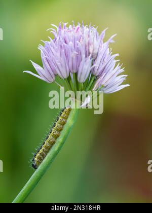 A large cabbage white butterfly (Pieris brassicae) caterpillar on a chive flower stem in a garden, England. Stock Photo