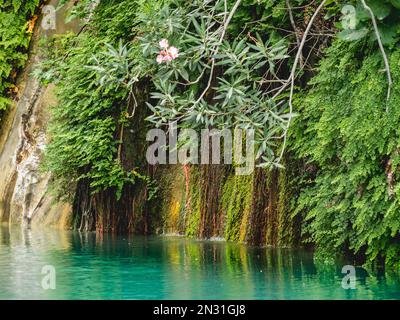 Creeper plants and Nerium oleander in turquoise water of river in Goynuk Canyon. Mountain slopes in Beydaglari Coastal National Park. Turkey. Stock Photo