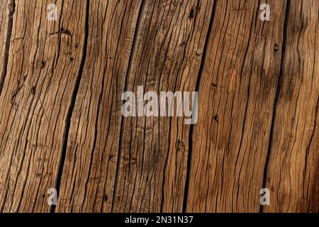 Close Up of Bristlecone Pine Bark Background Image Stock Photo