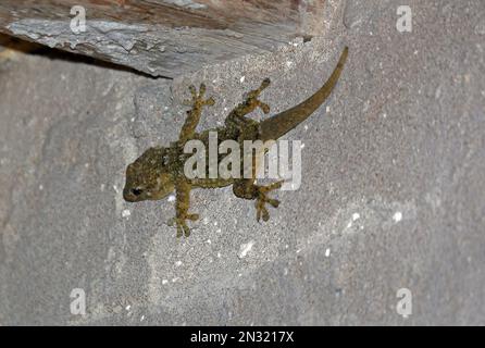 Moorish Gecko (Tarentola mauritanica) adult on wall of derelict house  Trapani, Sicily, Italy           April Stock Photo