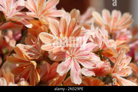 Lewisia Cotyledon, Siskiyou lewisia close up Stock Photo