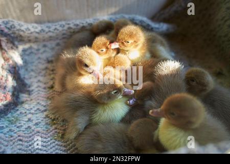 Crowd of newborn ducklings in box, top view. A local market sells baby small newborn chickens and broilers in a carton box. Concept for a farm company Stock Photo