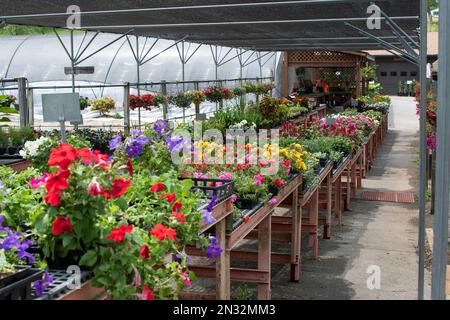 Various flowers and plants inside nursery Stock Photo
