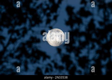 Full moon that seems to be caught between trees leafs Stock Photo