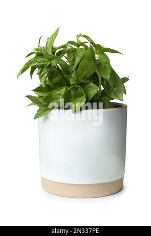 Lush green basil in pot isolated on white Stock Photo - Alamy