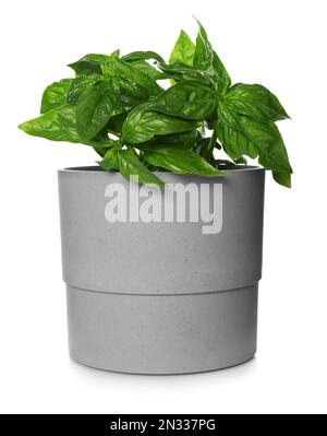 Lush green basil in pot isolated on white Stock Photo - Alamy