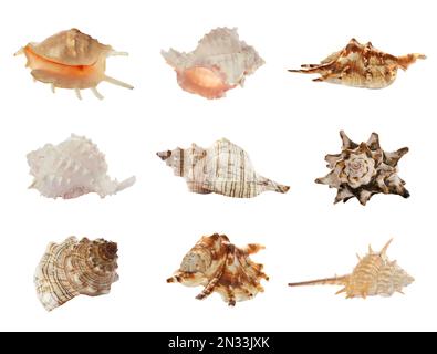 Set of different beautiful sea shells on white background Stock Photo