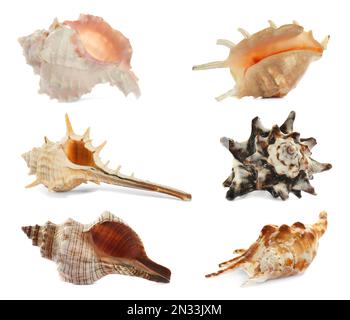 Set of different beautiful sea shells on white background Stock Photo