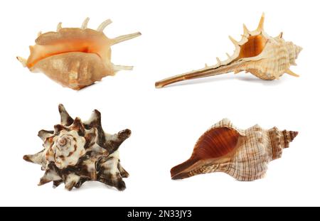 Set of different beautiful sea shells on white background Stock Photo