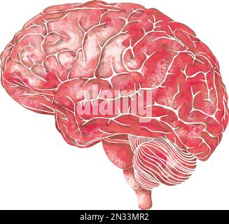 Structure of the human brain. Side Lateral view. Medical watercolor anatomy illustration. Hand drawn elegant anatomical brain art Stock Vector