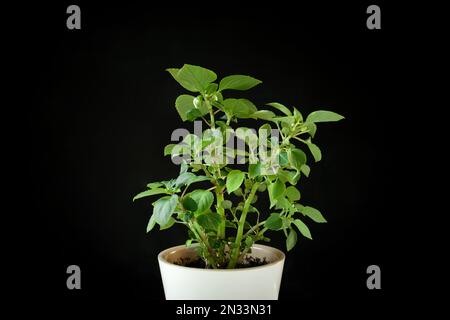 Balsamine, Impatiens plant in a white pot isolated on a black background. Potted tropical houseplant. Home minimal design. Jewelweed, touch-me-not, sn Stock Photo