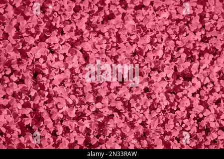 Color of the Year 2023 Viva Magenta palette poster. Patch of clover provides a background for St. Patrick s Day images. Clover field. Viva Magenta abs Stock Photo