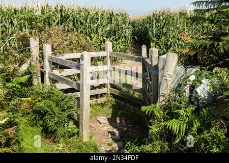 Kissing gate and public footpath on Coastal Path route through Maize crop field. Llanfachraeth, Isle of Anglesey, north Wales, UK, Britain Stock Photo