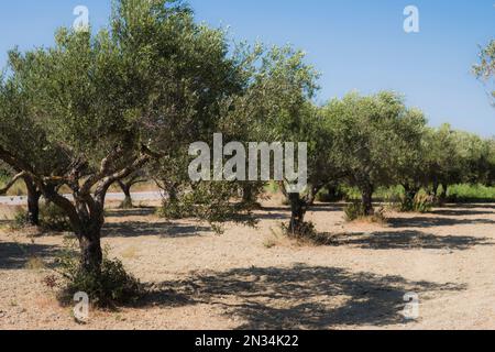 plantation of olive trees during summer season at Greek Island of Rhodes at the Mediterranean Sea Stock Photo