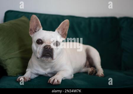 Portrait of a white french bulldog dog sitting in a grey dog bed with its ears up Stock Photo