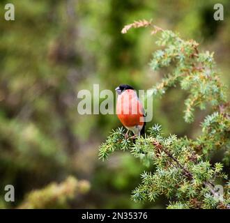 Bullfinch bird sitting on a branch Stock Photo