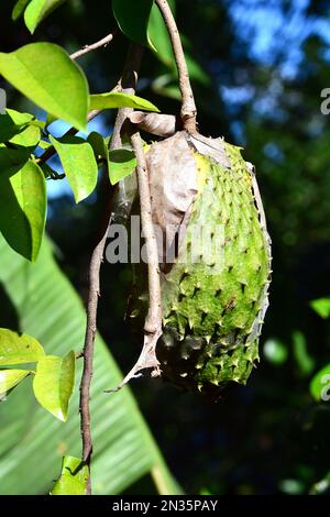 Soursop, Stachelannone, Graviola, Guanábana, Guyabano, Corossol ...