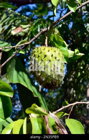 Soursop, Stachelannone, Graviola, Guanábana, Guyabano, Corossol ...