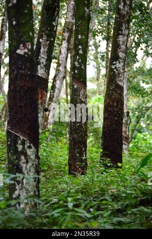 rubber tree, Pará rubber tree, Kautschukbaum, Gummibaum, hévéa, hévéa du Brésil, arbre à caoutchouc, Hevea brasiliensis, kaucsukfa, gumifa, Srí Lanka Stock Photo
