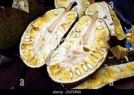 Jackfruit, Jackfruchtbaum, jaquier, Artocarpus heterophyllus, jákafa, Srí Lanka, Asia Stock Photo