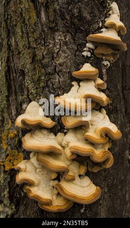 Mushrooms growing on tree trunk bark in Deccember in a rural area near Klagenfurt am Worthersee, Carinthia, Austria Stock Photo