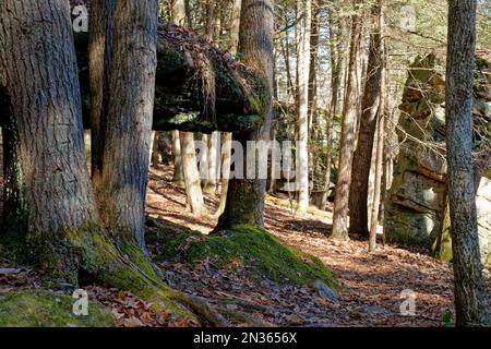 The entrance into the boulder field trail at the Lilly bluff park in middle Tennessee with huge boulders in the forest with trees growing on and aroun Stock Photo