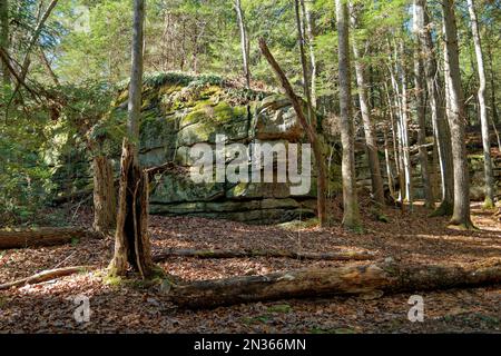 A huge boulder with plants trees lichen and mosses growing on the surface of the rock surrounded by trees in the forest in the boulder field trail at Stock Photo