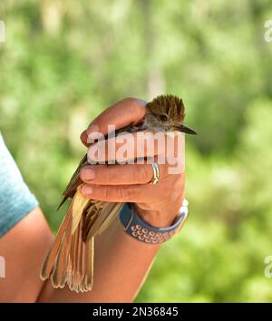 Fort Hunter Liggett, CA environmental team bands ash-throated flycatcher with USGS aluminum as part of its commitment to environmental preservation. Stock Photo