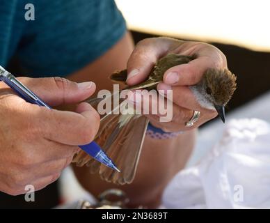 Fort Hunter Liggett, CA environmental team bands ash-throated flycatcher with USGS aluminum as part of its commitment to environmental preservation. Stock Photo