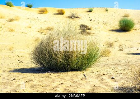 Wild bushes on the golden sand dunes in the Thar desert Stock Photo