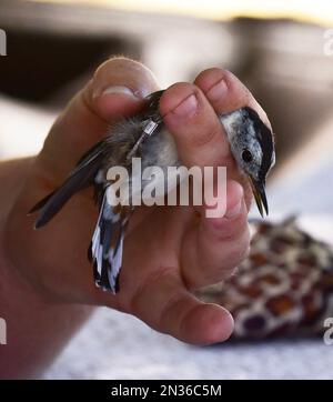 Fort Hunter Liggett, CA environmental team bands a white-breasted nuthatch with USGS aluminum as part of its commitment to environmental preservation. Stock Photo