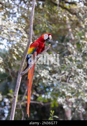 A Scarlet Macaw in the trees in Costa Rica Stock Photo