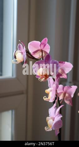 Beautiful pink orchid. Pink flowers in daylight. Pink petals. Pink dots on petals. Speckled petals. Tropical flower. Flower with an orange stigma. Stock Photo